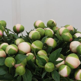 Freshy Paeonia Col Owen Cousins