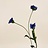 Centaurea (Cornflower)