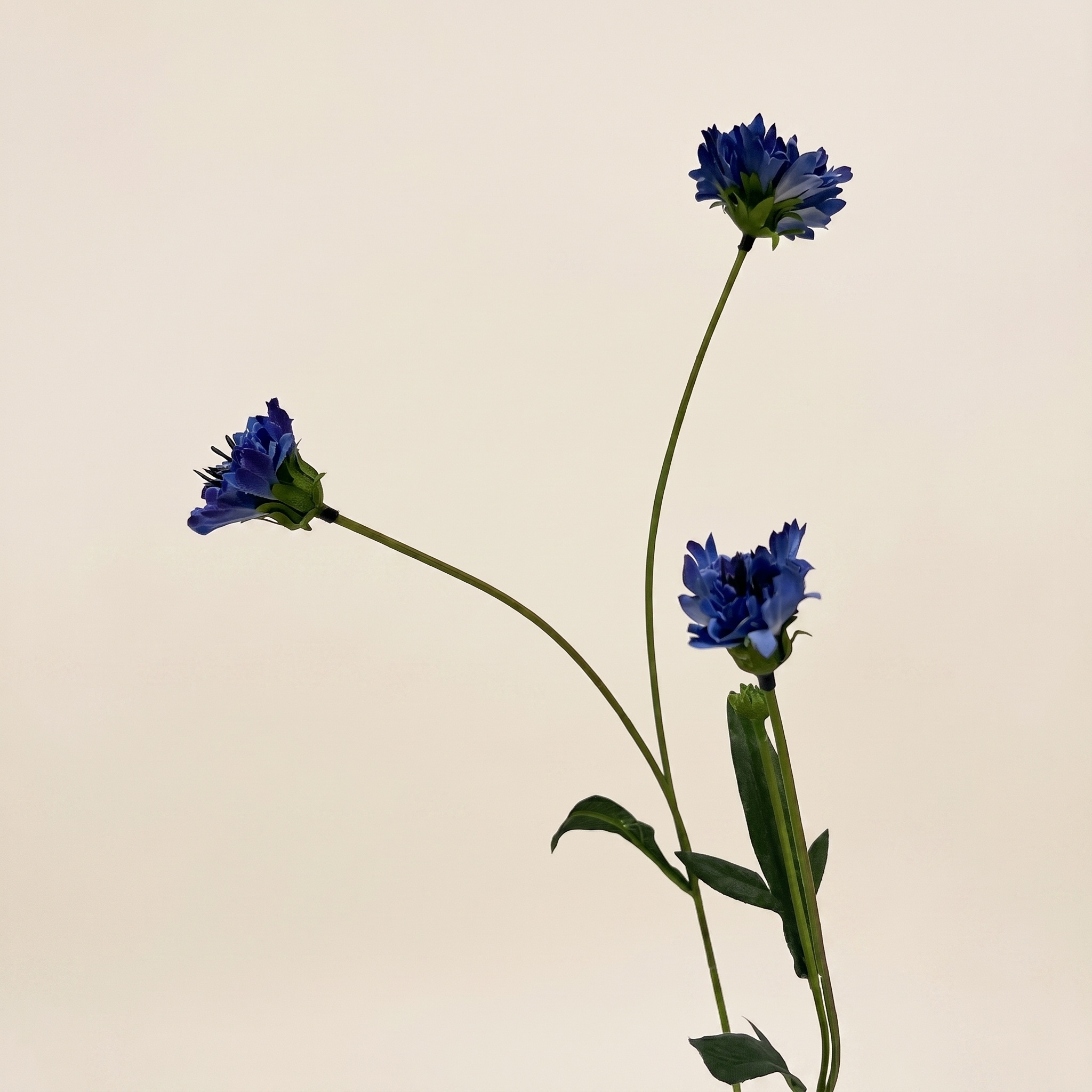 Centaurea (Korenbloem): Natuurlijke Charme | MyFlowers.shop