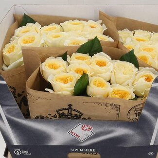 Freshy Rosa Persuasion