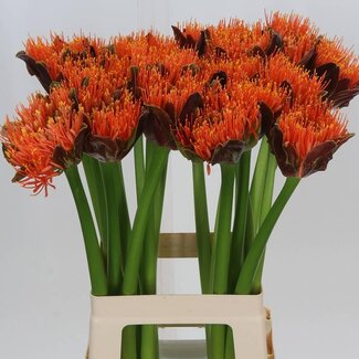 Freshy Scad M King O Orange