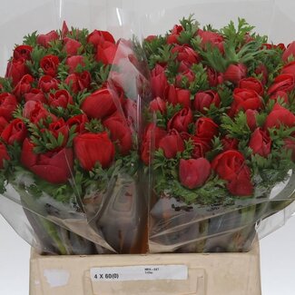 Freshy Anemone “Mistral Red” | Kleur: Rood | Lengte ± 45 centimeter | Per 50 verse bloemen