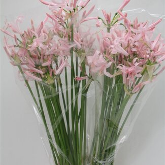 Freshy Nerine Bo Sofie Bolgerijpt