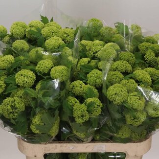 Freshy Sneeuwbal 4 Kop