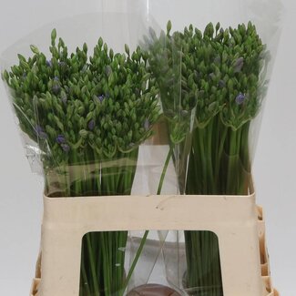 Freshy Triteleia (brodea) Twin Sisters