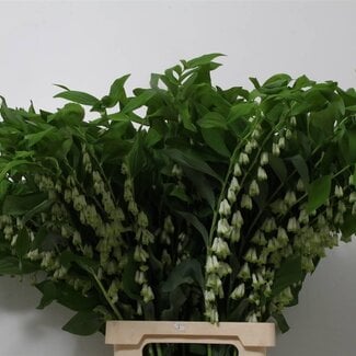 Freshy Polygonatum Multiflo “Salomonssiegel” | Farbe: Weiß | Länge ± 90 centimeter | Pro 10 frische bloemen