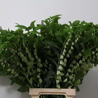 Freshy Polygonatum Multiflo