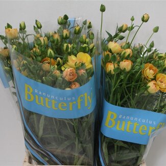 Freshy Ranunculus B Magical Mascarpone