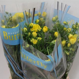 Freshy Ranunculus Butterfly Phytalos