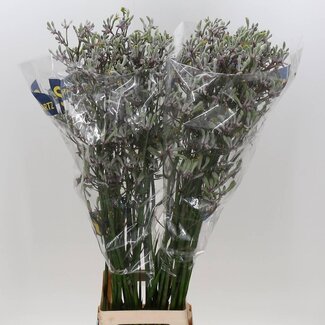 Freshy Anigozanthos “Lilac Queen” Kangoeroepoot | Kleur: Groen | Lengte ± 110 centimeter | Per 20 stelen verse bloemen