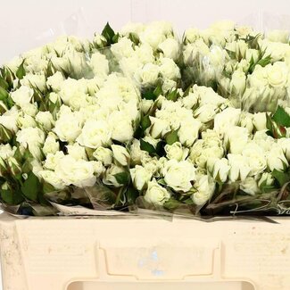 Freshy R tros Viviane