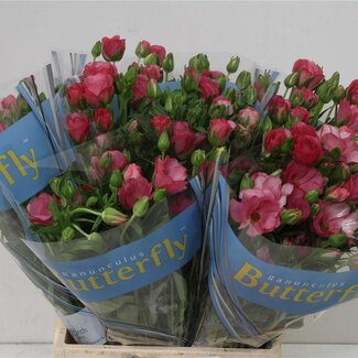 Freshy Ranunculus Ranonkel Butterfly “Lycia” | Kleur: Roze | Lengte ± 50 centimeter | Gewicht 30 gram | Per 10 stelen verse bloemen