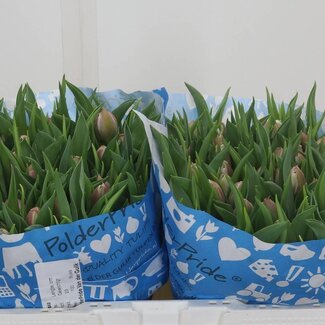 Freshy Tulp dubbel Valeska