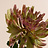 Chrysanthemum