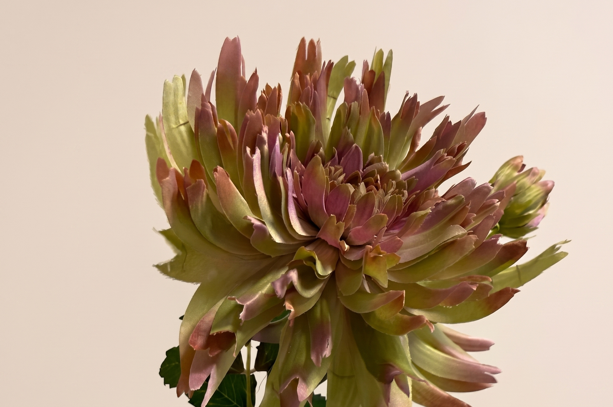 Chrysanthemum (Chrysant): Kleurrijke Kracht | MyFlowers.shop