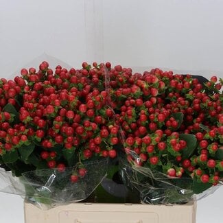 Freshy Hypericum Tomato Flair