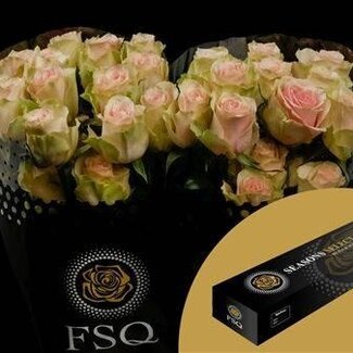 Freshy R Eq Frutteto Box