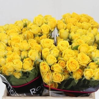 Freshy R tros Tarantella Holla