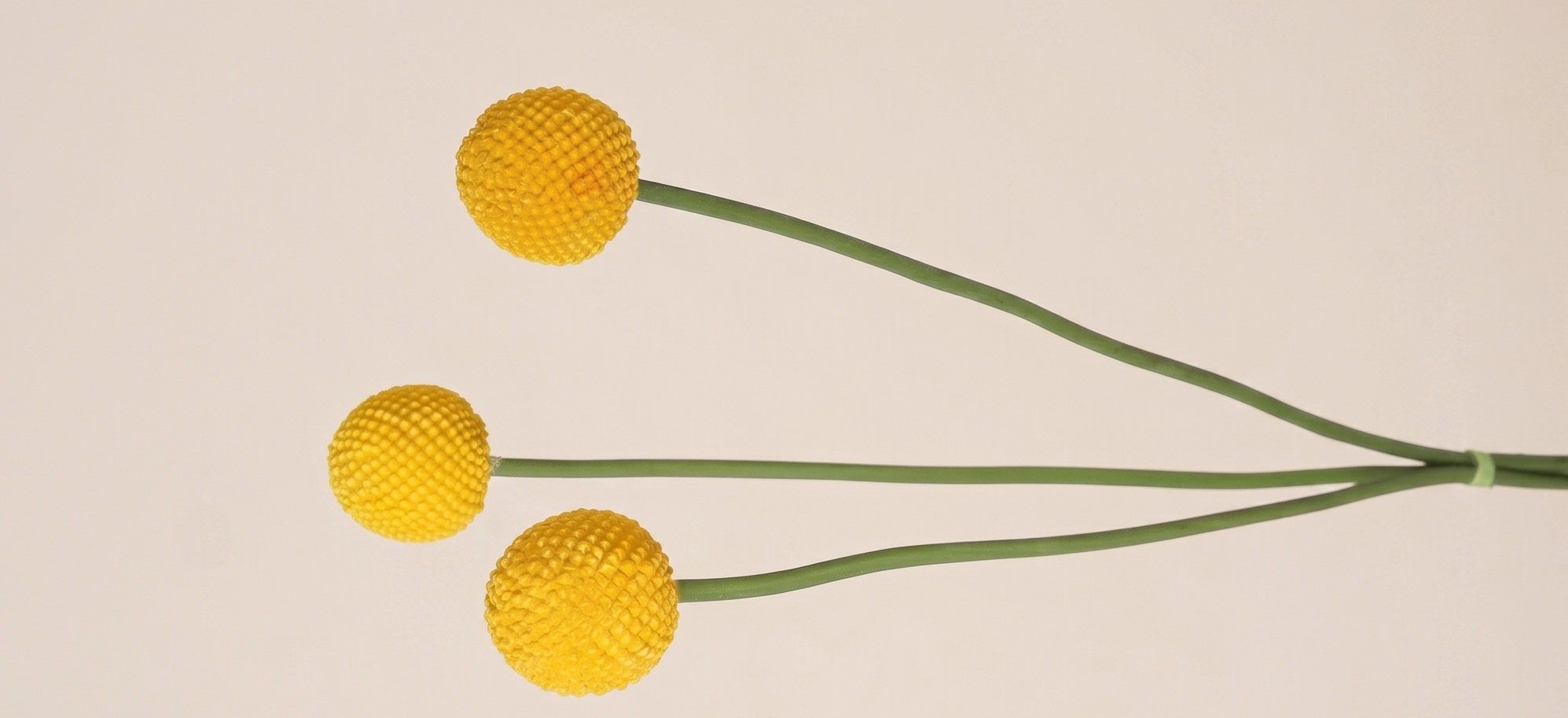 Craspedia: Speelse Trommelstokjes | MyFlowers.shop