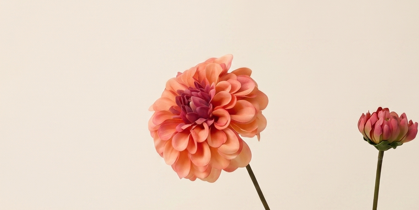 Dahlia (Dahlia): Weelderige Bloempracht | MyFlowers.shop