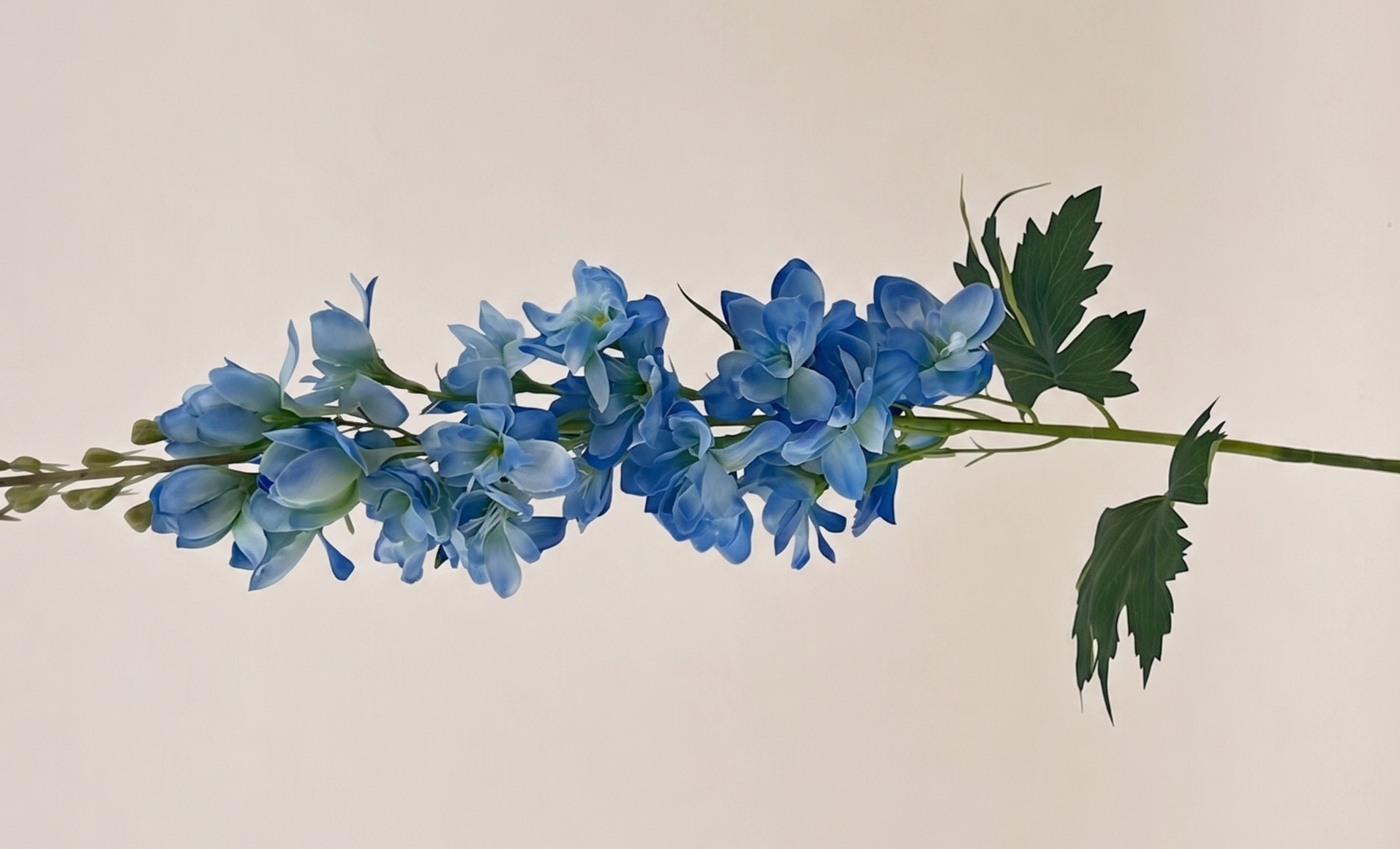 Delphinium (Ridderspoor): Statige Hoogte | MyFlowers.shop