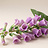 Digitalis (Foxglove)