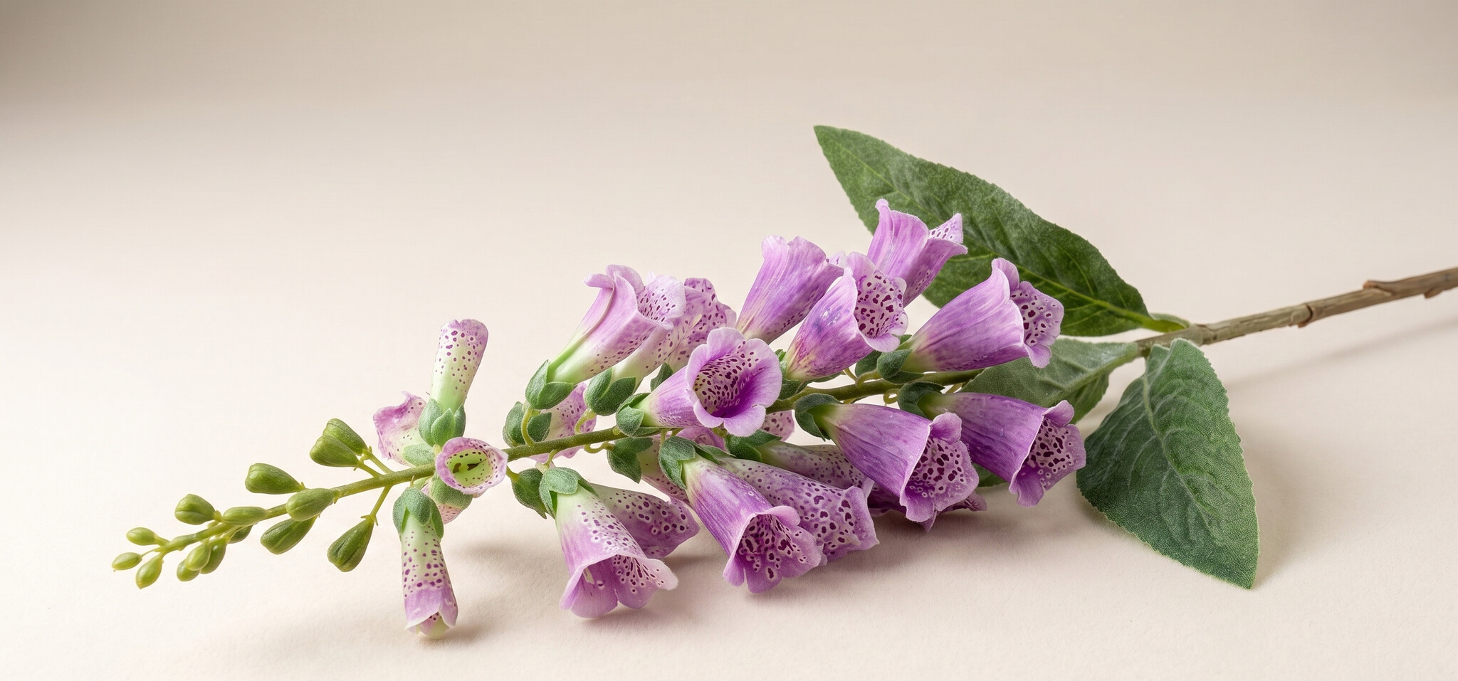 Digitalis (Vingerhoedskruid): Sprookjesachtige Bloei | MyFlowers.shop