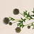 Eryngium (Thistle)