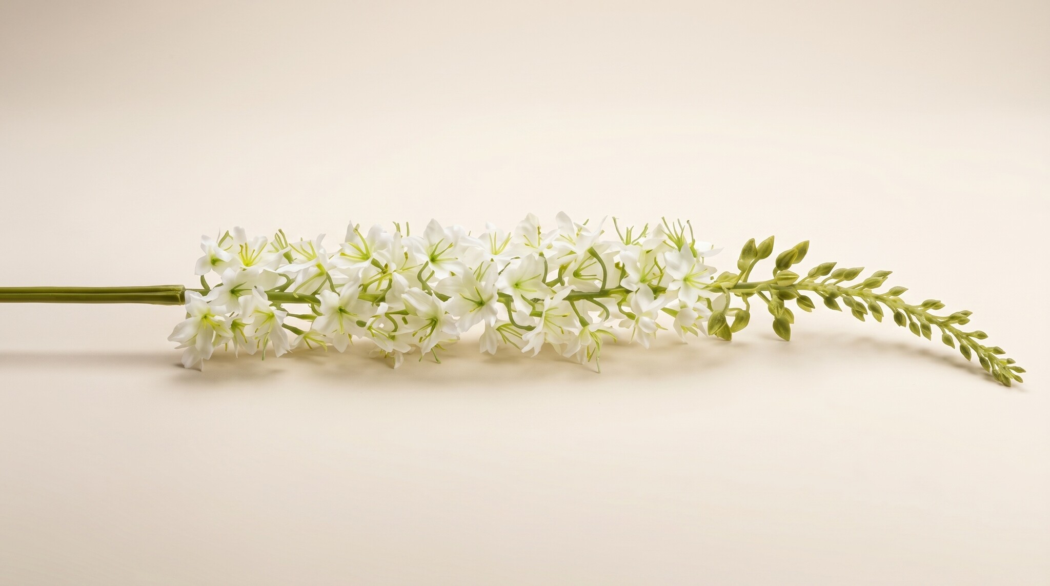Eremurus (Naald van Cleopatra): Exclusieve Hoogte | MyFlowers.shop