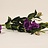 Eustoma (Lisianthus)