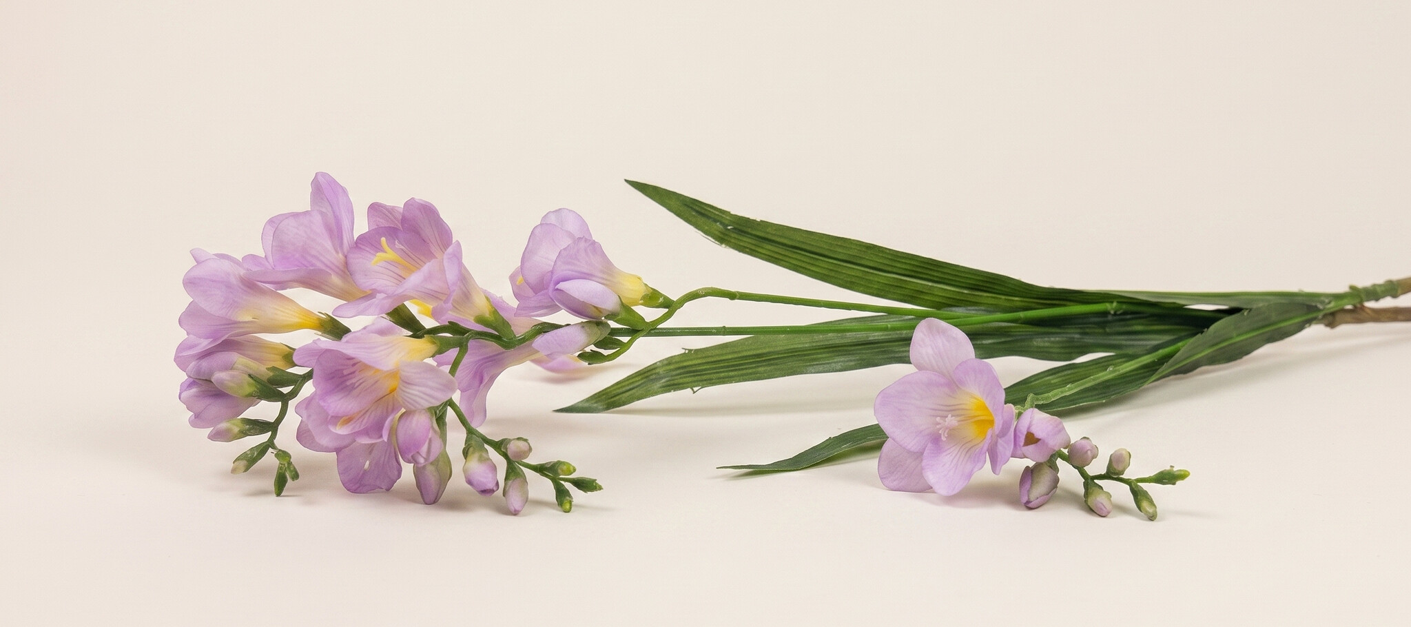 Freesia: Elegante Kleur & Vorm | MyFlowers.shop