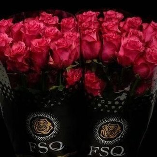 Freshy Large-flowered Rose “Lola” | Colour: Pink | Length ± 60 centimetre | Origin Ecuador | Per 20 stems