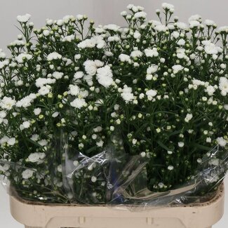 Freshy Aster “Cassy Hollands” | Kleur: Wit | Lengte ± 80 centimeter | Gewicht 55 gram per tak | Per 25 stelen