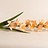 Gladiolus (Gladiool)