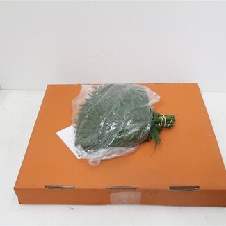 Freshy Chico Klein Chamaedorea Palmblad | Kleur: Groen | Lengte ± 35 centimeter | Per 5 bossen