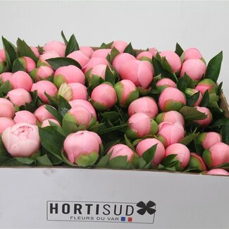 Freshy Paeonia L Bridal Shower 50cm