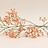 Gypsophila (Gipskruid)