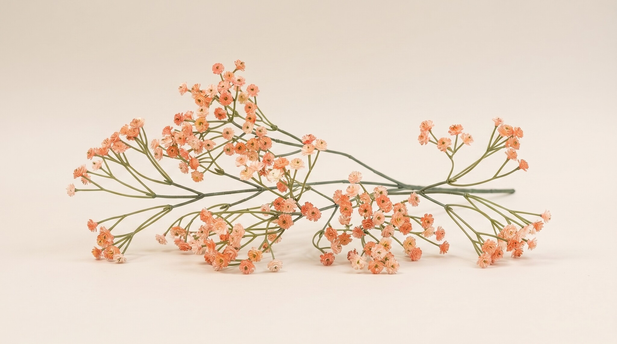 Gypsophila (Gipskruid): Romantische Wolken | MyFlowers.shop