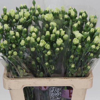 Freshy Trosanjer “Rascal Green” | Kleur: Groen | Lengte ± 60 centimeter | Per 30 verse bloemen