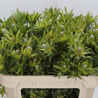 Freshy Leucadendron “Pizza” | Kleur: Groen Rood | Lengte ± 70 centimeter | Per 20 verse bloemen