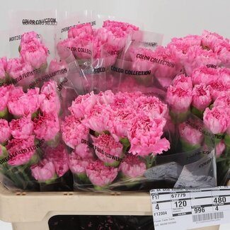 Freshy Korte Anjer “Tonic Golem” | Kleur: Roze | Lengte ± 55 centimeter | Per 20 verse bloemen