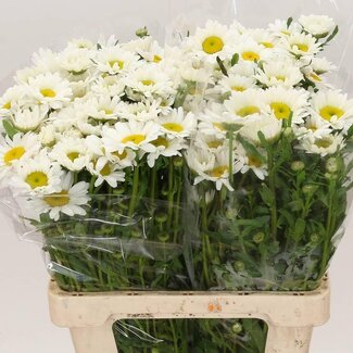 Freshy Leucanthemum Vulg Rheinblick