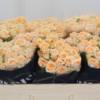 Freshy Trosrose “Trinity” | Farbe: Orange | Länge ± 50 centimeter | Pro 10 frische Rosen