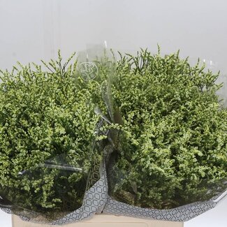 Freshy Limonium Sin China Lemon
