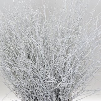 Freshy Berkentakken “White” | Kleur: Wit | Lengte ± 60 centimeter | Per 5 takken