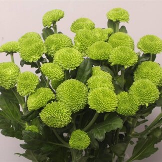 Freshy Troschrysant Chrysanthemum “Feeling Green Dark” | Kleur: Groen | Lengte ± 70 centimeter | Per 10 stelen verse bloemen