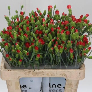 Freshy Trosanjer “Solomio Clif” Enkelbloemig Hollands | Kleur: Rood | Lengte ± 60 centimeter | Per 30 verse bloemen