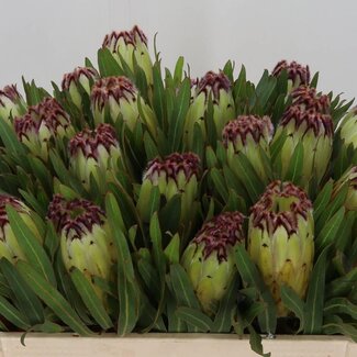 Freshy Protea “Limelight” Zuckerbusch | Farbe: Grün | Länge ± 50 centimeter | Pro 10 Stiele frische Blumen