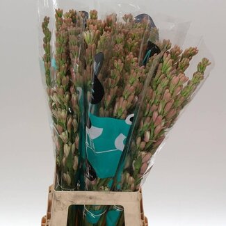 Freshy Polianthes Tuberosa “Elle Pink” | Kleur: Paars | Lengte ± 80 centimeter | Per 10 verse bloemen