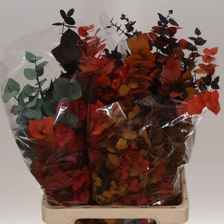 Freshy Eucalyptus Stuartiana Gepreserveerd Mix | Kleur: Gemengde Kleuren | Lengte ± 70 centimeter | Gewicht 200 gram | Per 5 bossen